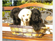 Labrador retriever cuccioli